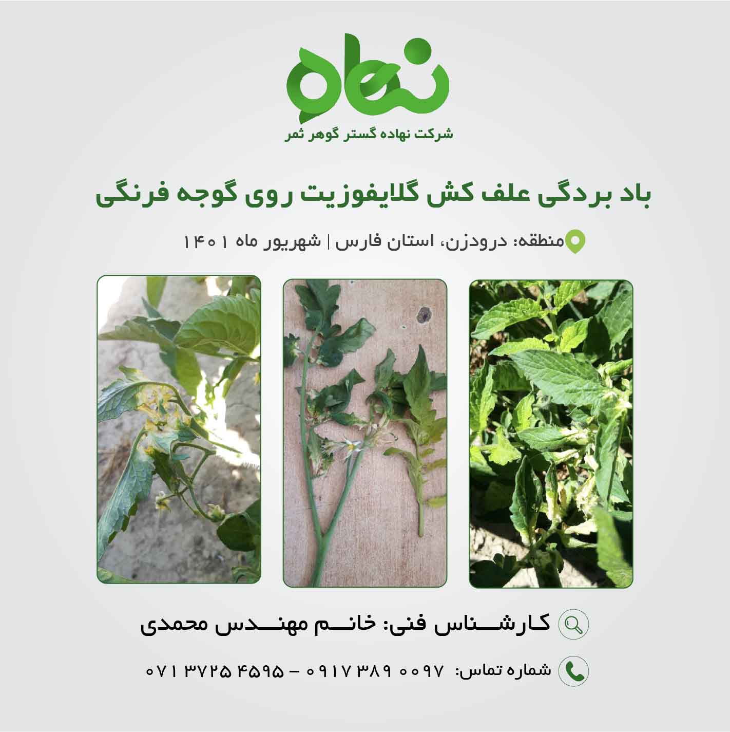 بادبردگی علف کش گلایفوزیت روی گوجه فرنگی